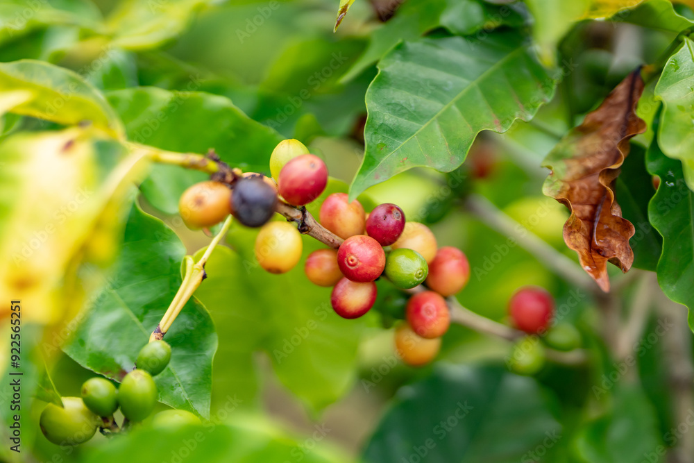 custom made wallpaper toronto digitalCoffea arabica, Arabica coffee, is a species of flowering plant in the coffee and madder family Rubiaceae. Green World Coffee Farm, North Shore, Oahu Hawaii