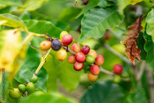 Wallpaper Mural Coffea arabica, Arabica coffee, is a species of flowering plant in the coffee and madder family Rubiaceae. Green World Coffee Farm, North Shore, Oahu Hawaii Torontodigital.ca