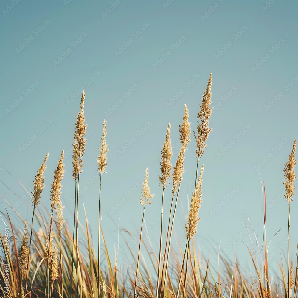 Fototapeta premium Tall Grass Blades Under Blue Sky