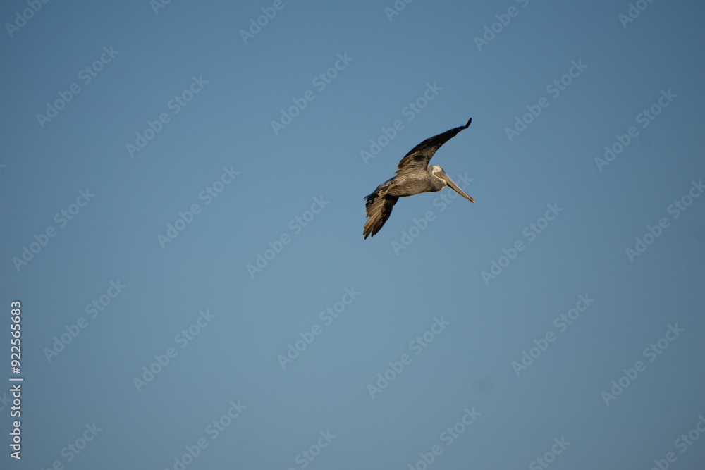 Obraz premium pelican flying