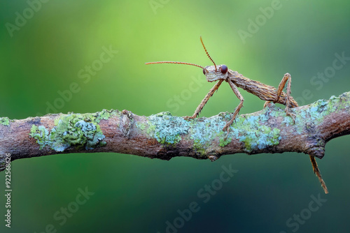 Wallpaper Mural A stick insect perfectly camouflaged on a branch. Torontodigital.ca