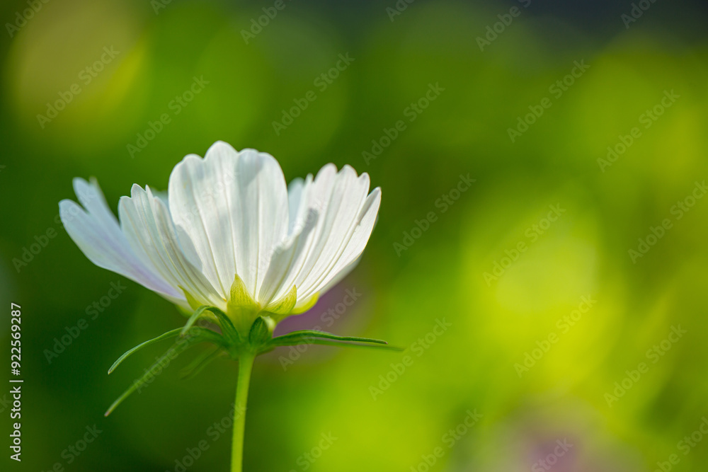 White Cosmos Flower in blurred green natural background, side angle view White Cosmos Flower in blurred green natural background, side angle view