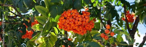 фотографія Rowanberry background. Rowanberries with green leaves close up.