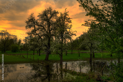 Spring trees in the nature reserve in Germany.