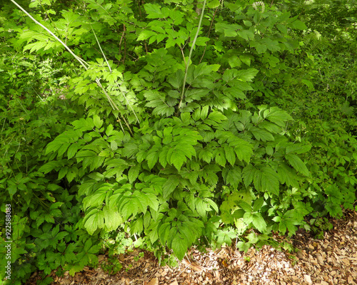 Actaea racemosa, the black cohosh, black bugbane, black snakeroot, rattle-top, or fairy candle, native North American woodland wildflower photo