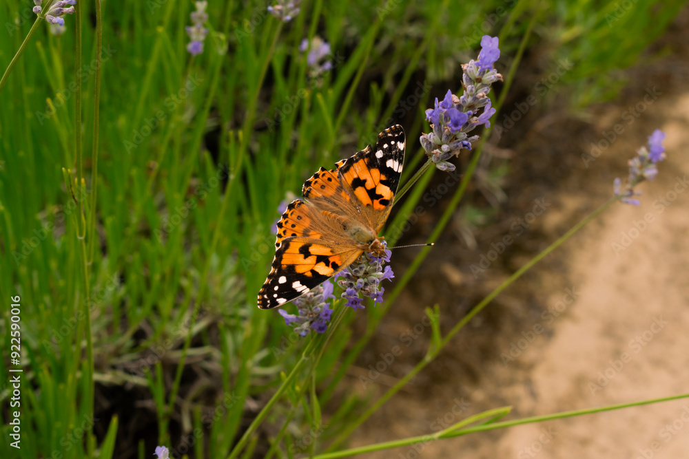 Butterfly sitting on a lavender flower in summer time macro photo Butterfly sitting on a lavender flower in summer time macro photo