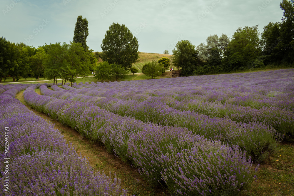 Fototapeta premium KŐRŐSHEGY, HUNGARY - JULY 5, 2021: The lavender fields of the Kőrőshegyi Levendulás near lake Balaton
