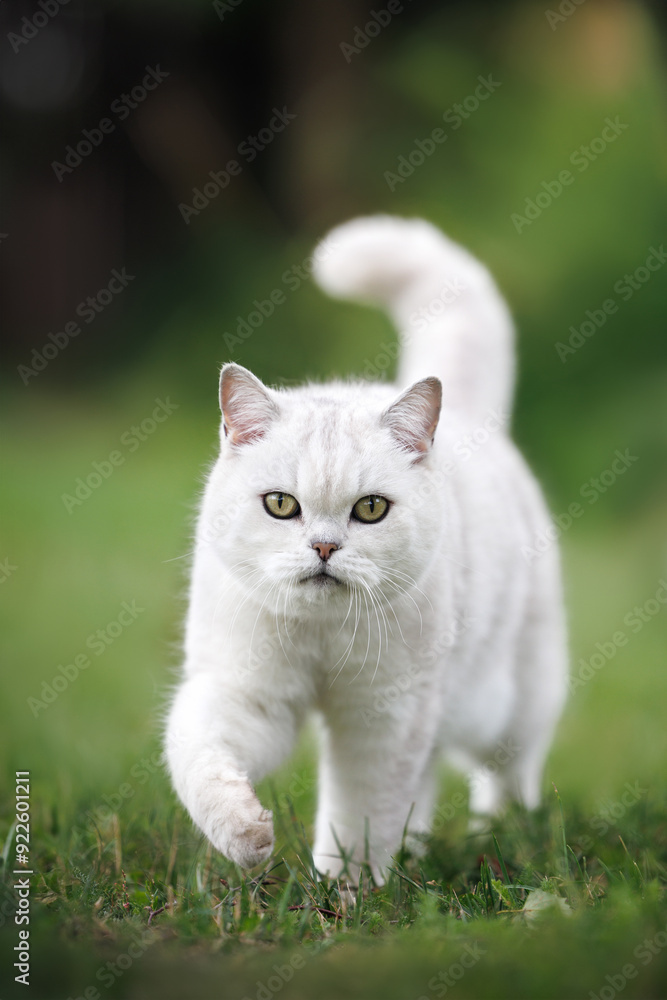 beautiful british shorthair cat walking on grass in summer