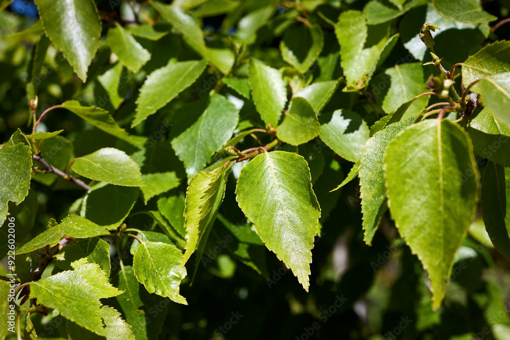 Betula nana or dwarf birch leaves close up species of birch in family Betulaceae, found mainly in tundra of Arctic region. Betula nana or dwarf birch leaves close up species of birch in family Betulaceae, found mainly in tundra of Arctic region.
