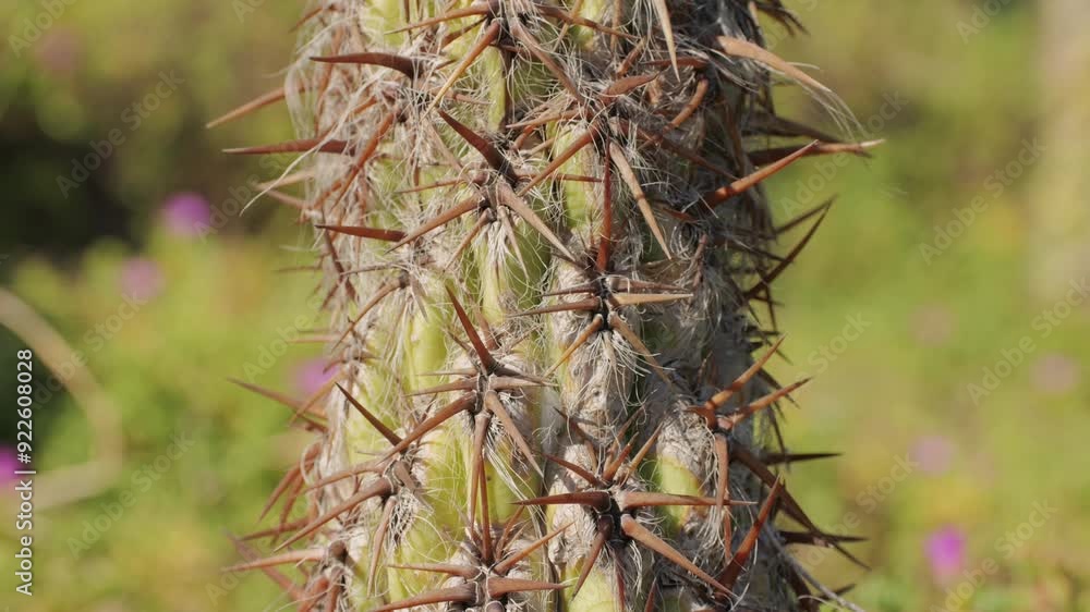Close up green cactus with yellow spines within a desert environment, city park in Barcelona, Montjuic. African background. Close up green cactus with yellow spines within a desert environment, city park in Barcelona, Montjuic. African background.