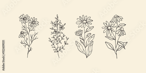 Hand drawn camomile, st.john's wort, calendula, echinacea flowers