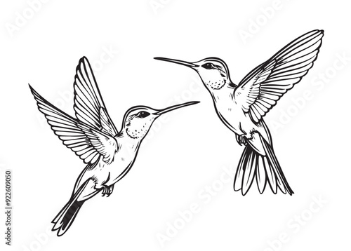 Two flying colibri birds. Hand drawn Vector illustration.