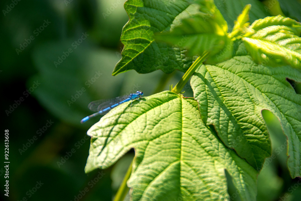 Coenagrionidae. blue dragonfly on a green leaf. Coenagrionidae. blue dragonfly on a green leaf.