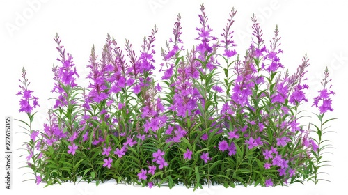 A vibrant cluster of purple flowers with green stems and leaves against a white background.