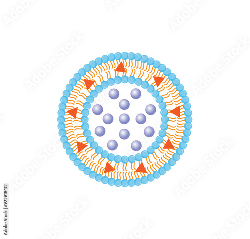 Liposome, with hydrophilic and hydrophobic loads. Phospholipids, Drug encapsulation. Vector illustration.	
