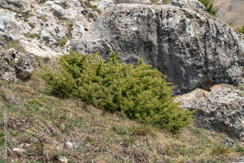 Mountain flora