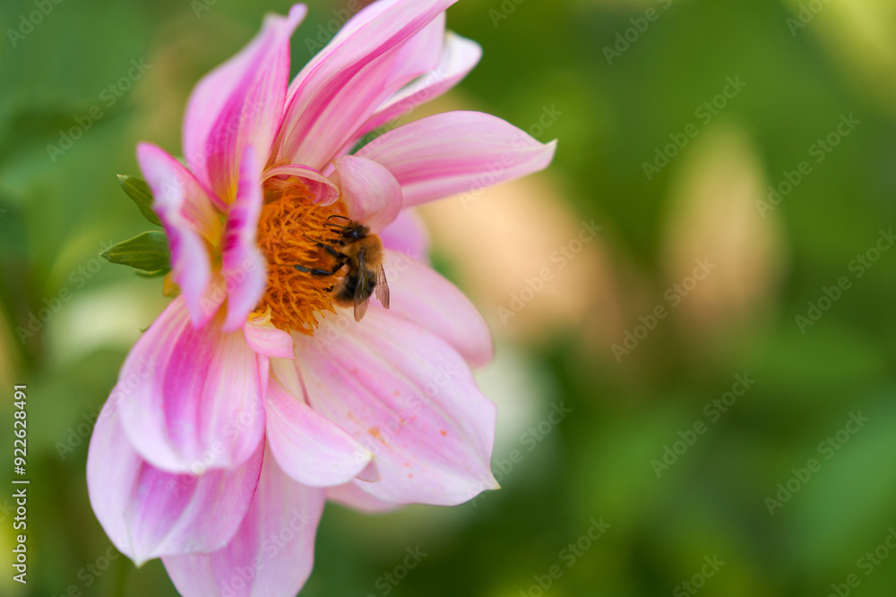 Autumn honeybee. A honeybee on a beautiful pink dahlia flower in close-up. The background is blurred. Copy space. Autumn honeybee. A honeybee on a beautiful pink dahlia flower in close-up. The background is blurred. Copy space.