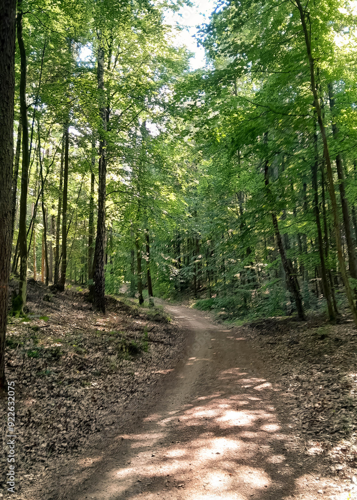 Fototapeta premium Forest landscape. Beauty of nature.