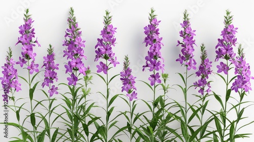 A close-up of purple flowers with green leaves against a white background.