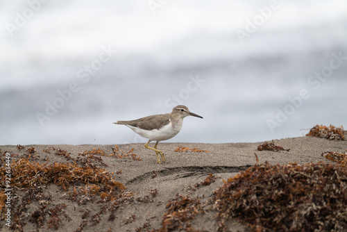 sandpiper photo