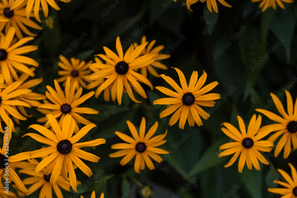 Close-Up of Yellow Flowers in Bloom Close-Up of Yellow Flowers in Bloom