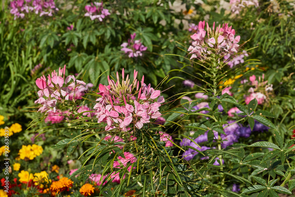 Cleome blooms in the garden. Cleome (lat. Cleome) is a genus of annual or biennial plants of the Cleomaceae family. Cleome blooms in the garden. Cleome (lat. Cleome) is a genus of annual or biennial plants of the Cleomaceae family.