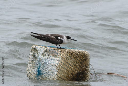 bridled tern or Onychoprion anaethetus near Elephanta Island Maharashtra, India photo