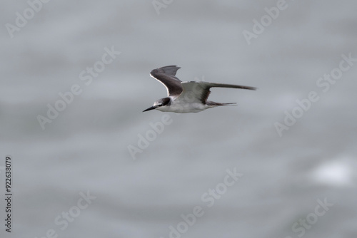 bridled tern or Onychoprion anaethetus near Elephanta Island Maharashtra, India photo