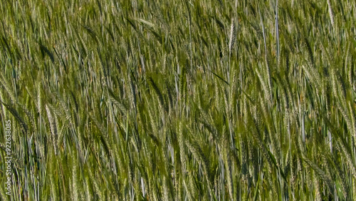 Close up of wheat plant as nature background. photo