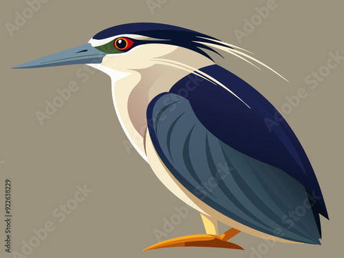 Illustration d'un héron de nuit à couronne noire (Nycticorax nycticorax)
