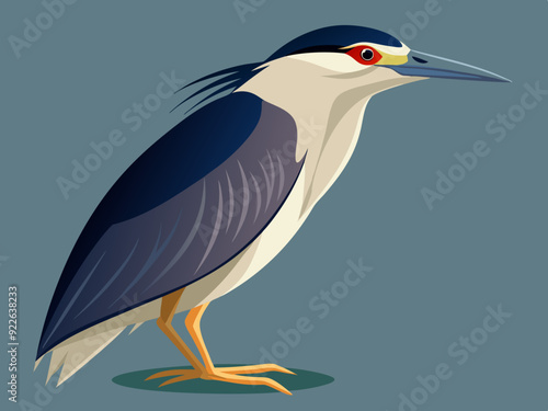 Illustration d'un héron de nuit à couronne noire (Nycticorax nycticorax)
