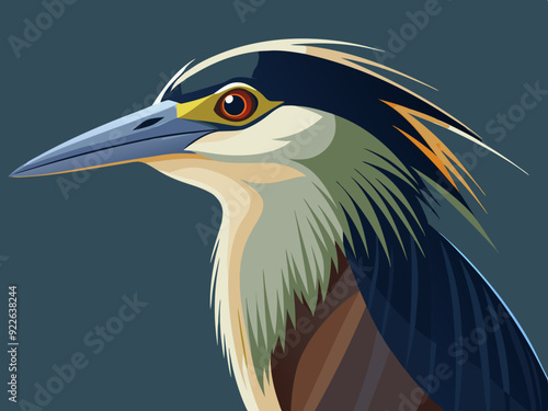 Illustration d'un héron de nuit à couronne noire (Nycticorax nycticorax)
