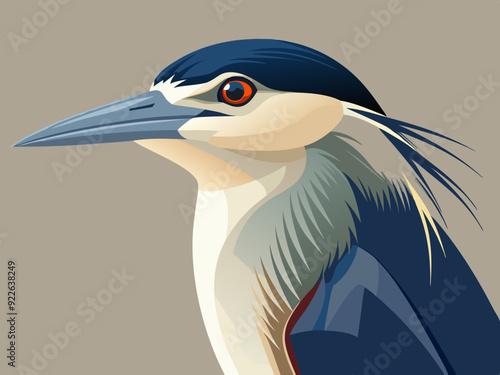 Illustration d'un héron de nuit à couronne noire (Nycticorax nycticorax)
