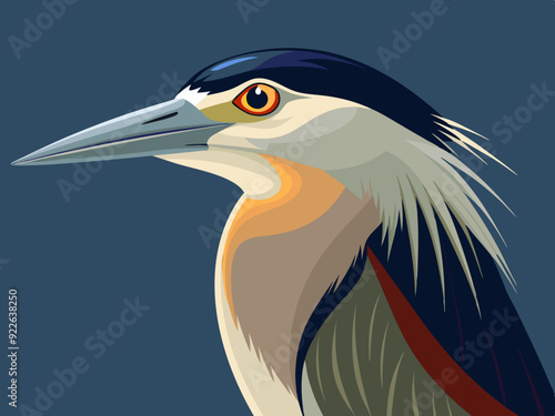 Illustration d'un héron de nuit à couronne noire (Nycticorax nycticorax)
