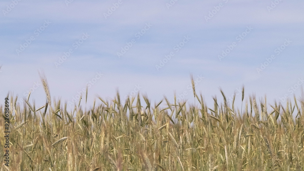 Landscape of wheat field, nature background. Landscape of wheat field, nature background.