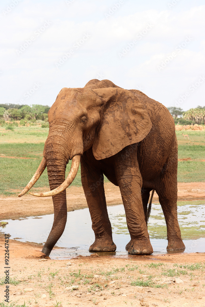 Obraz premium Elephant