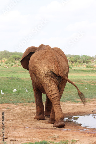 Elephant