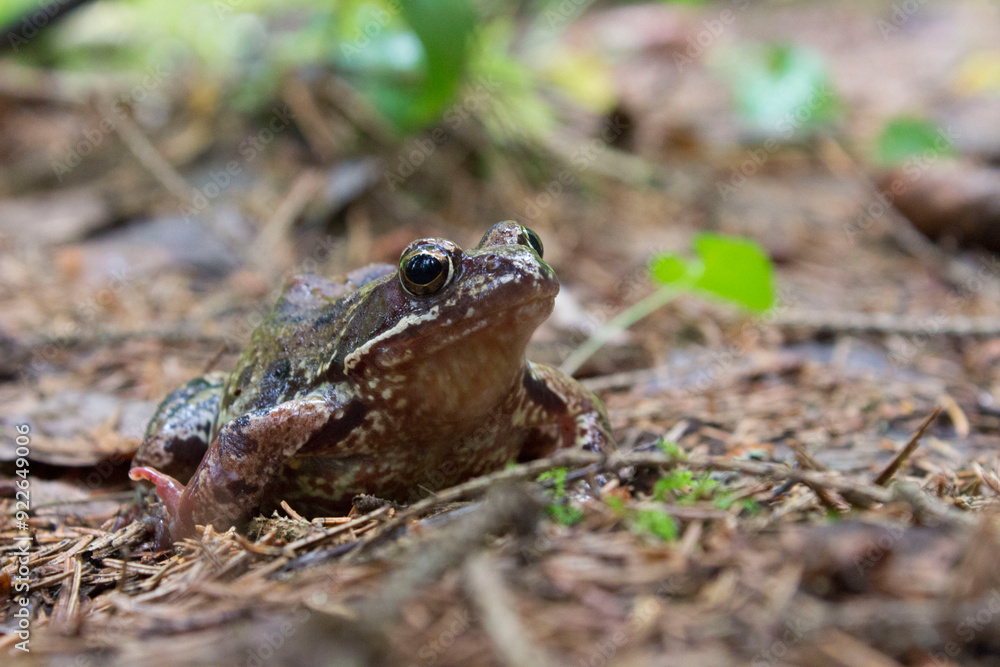 a toad from a summer forest, taken in close-up on a light background in a natural habitat a toad from a summer forest, taken in close-up on a light background in a natural habitat
