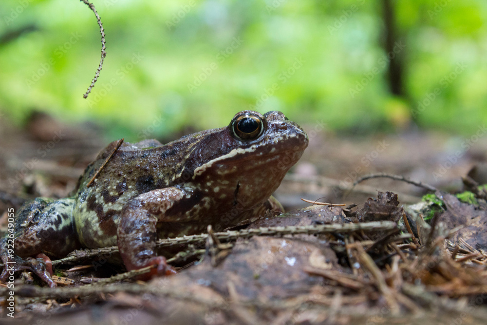 Obraz premium a toad from a summer forest, taken in close-up on a light background in a natural habitat