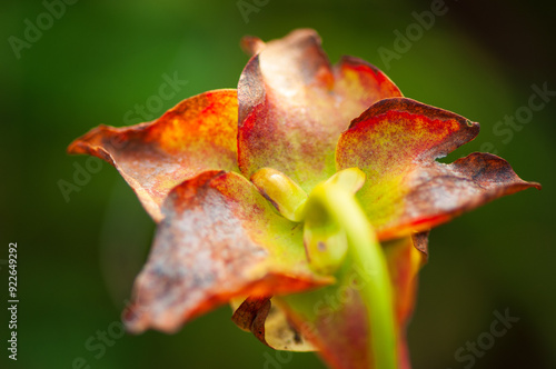 Hooded pitcher plant, Francis Marion National Forest, SC photo