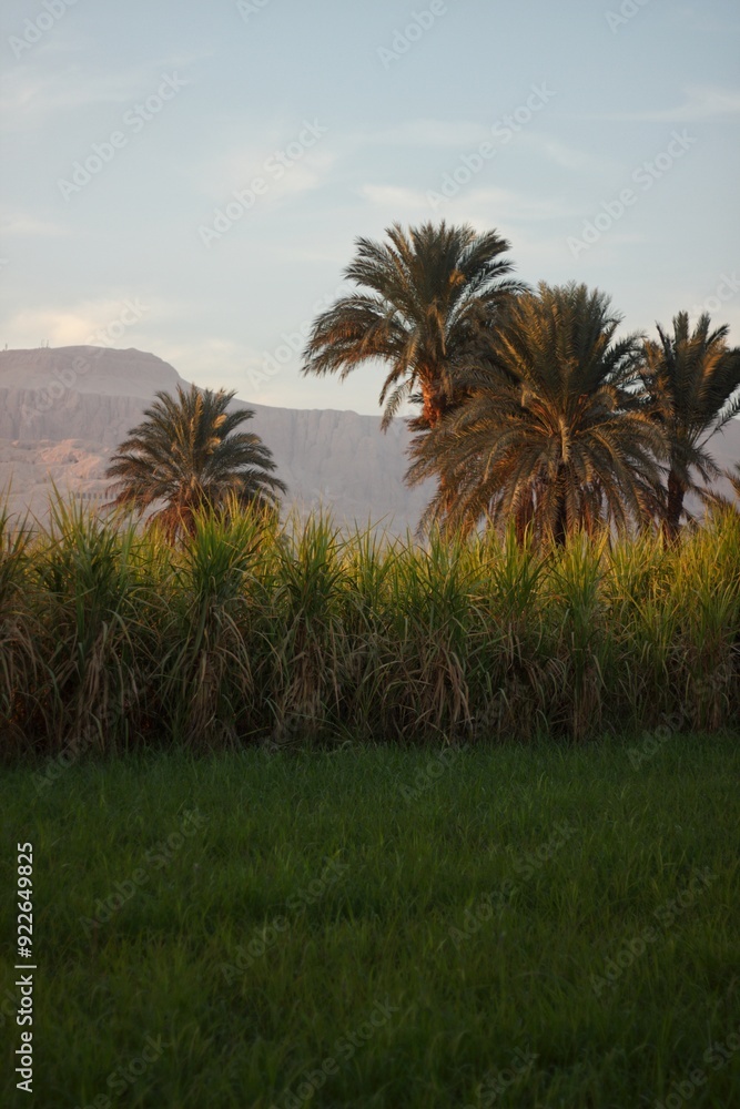 Palm trees during sunset in the Nile Valley, Egypt. Palm trees during sunset in the Nile Valley, Egypt.