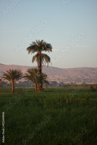 Wallpaper Mural Palm trees in the Nile Valley, Egypt. Torontodigital.ca