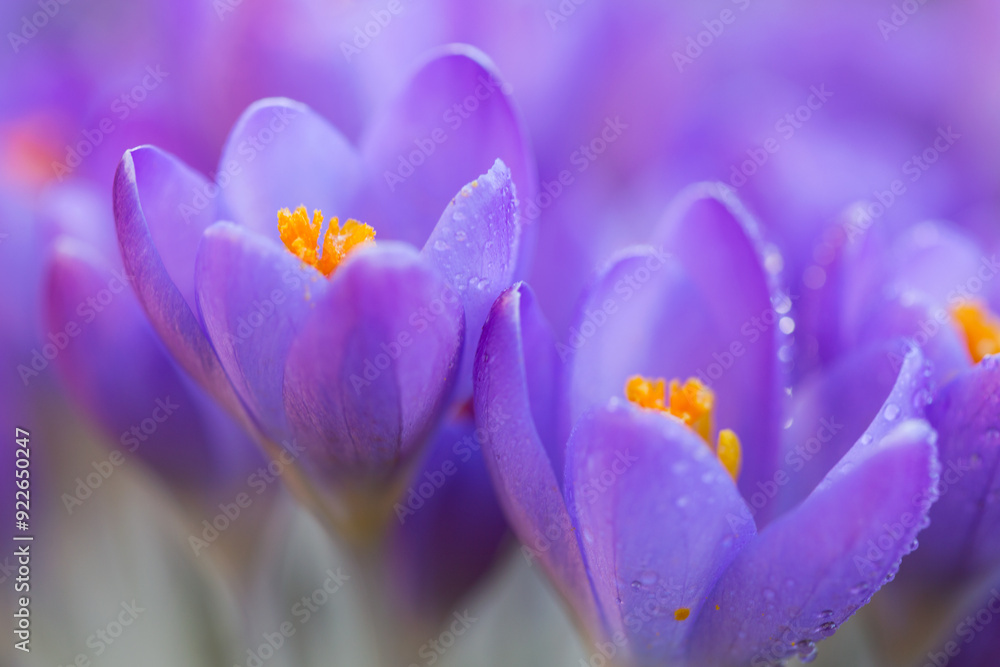 Fototapeta premium Close-up of a purple Crocus flower on blur background