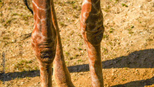 Genuine photograph of giraffe legs. Long skinny thin legs of different shapes and sizes with knobbly knees covered in a brown and white patterned skin.  African safari inspired background and texture. photo