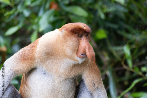 Proboscis Monkey portrait in Borneo rainforest Sandakan Malaysia