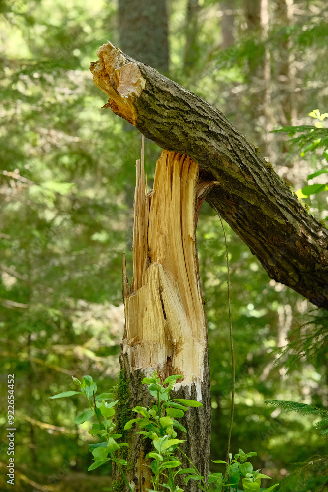 Broken tree trunk in the forest. Fallen pine tree. Broken tree trunk in the forest. Fallen pine tree.