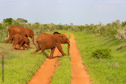 Canvas Print Group of elephants