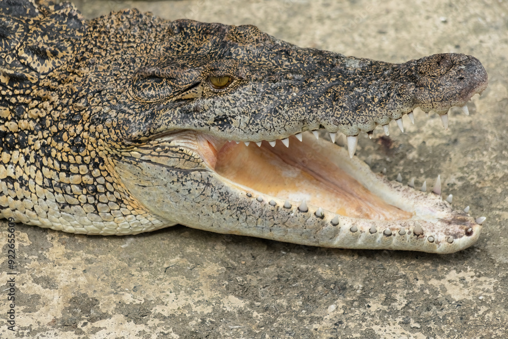 Obraz premium Aligator head close up top down view