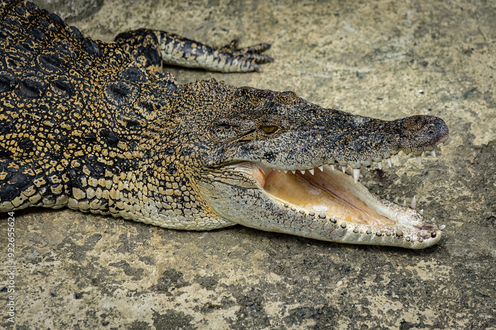 Obraz premium Aligator head close up top down view