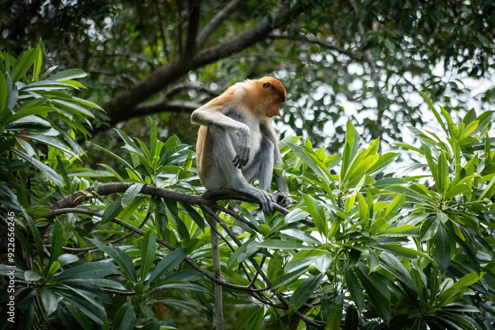 Naklejka premium Male Proboscis Monkey in Borneo rainforest Sandakan Malaysia